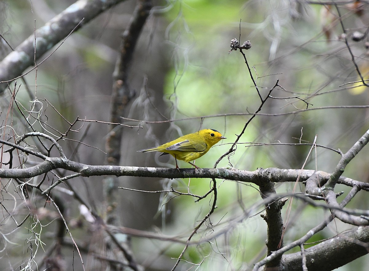 Wilson's Warbler - ML641891274