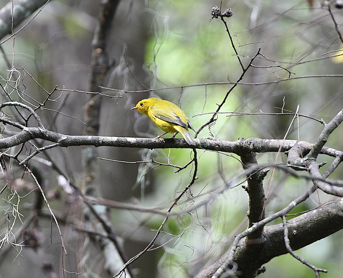 Wilson's Warbler - ML641891282