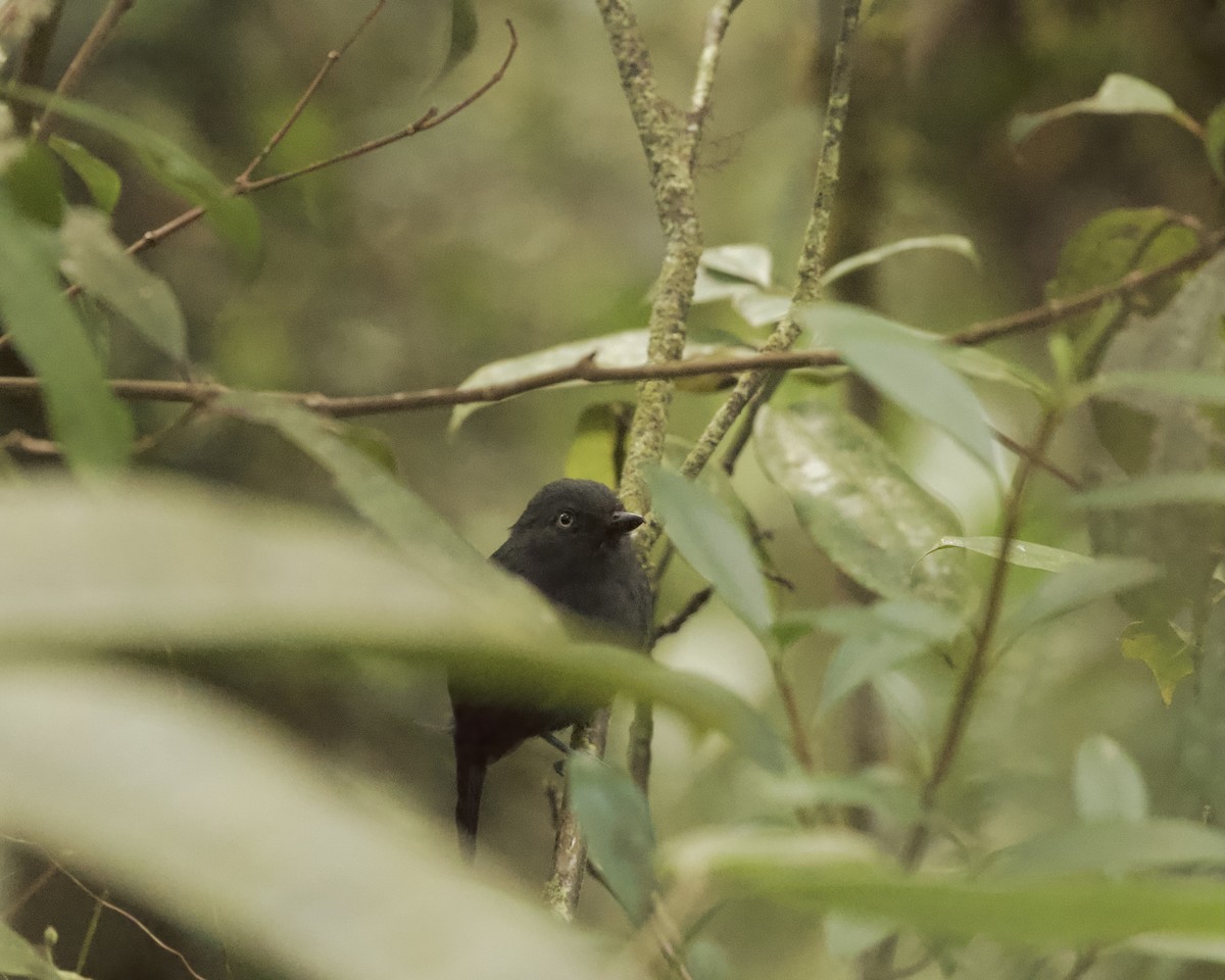 Uniform Antshrike - ML641891286
