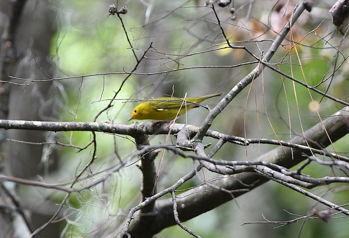 Wilson's Warbler - ML641891293