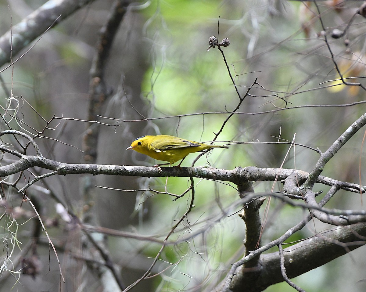 Wilson's Warbler - ML641891294