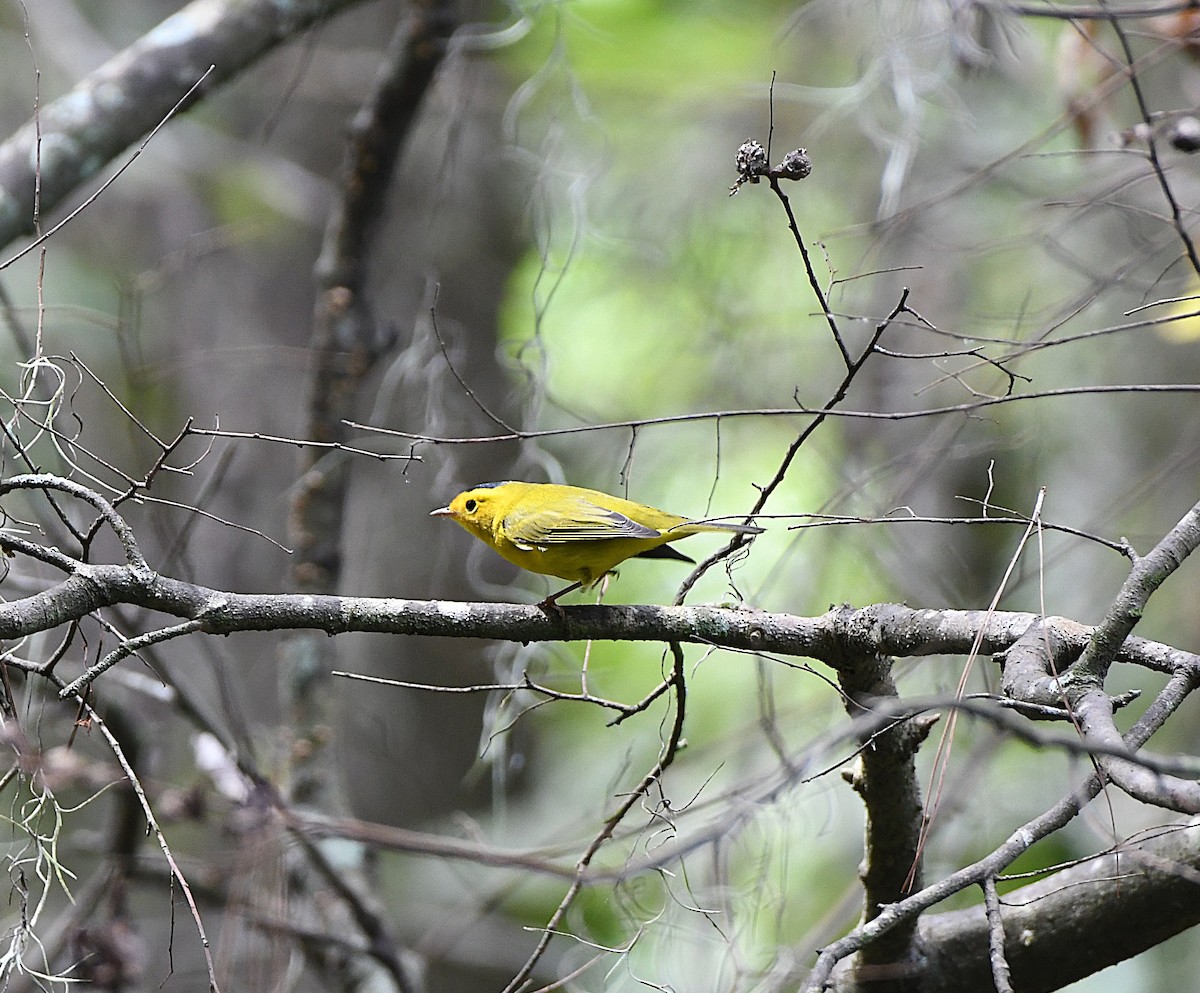 Wilson's Warbler - ML641891295