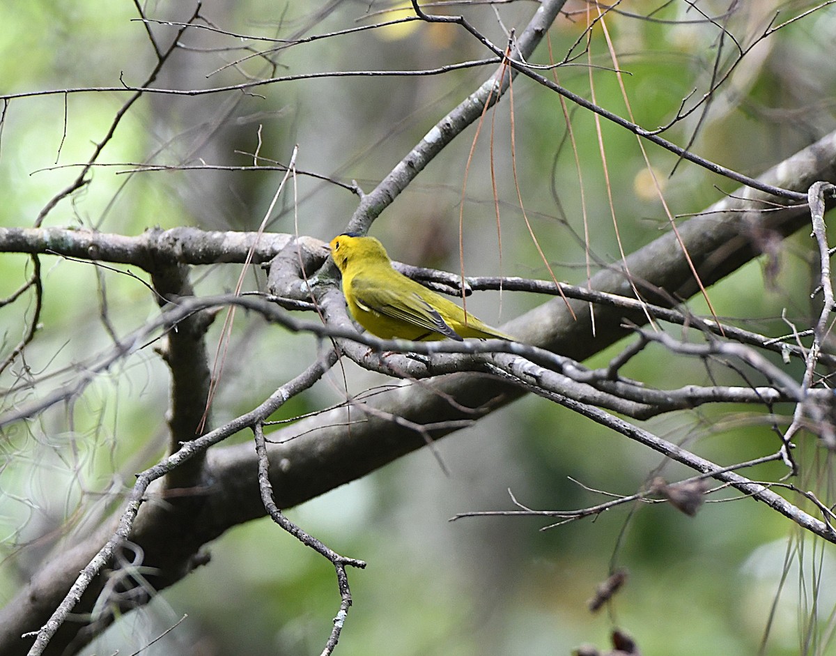 Wilson's Warbler - ML641891303