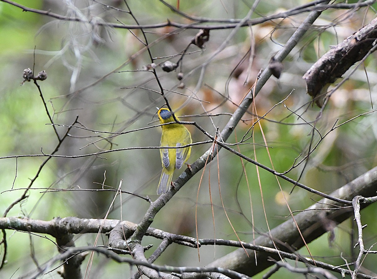 Wilson's Warbler - ML641891304