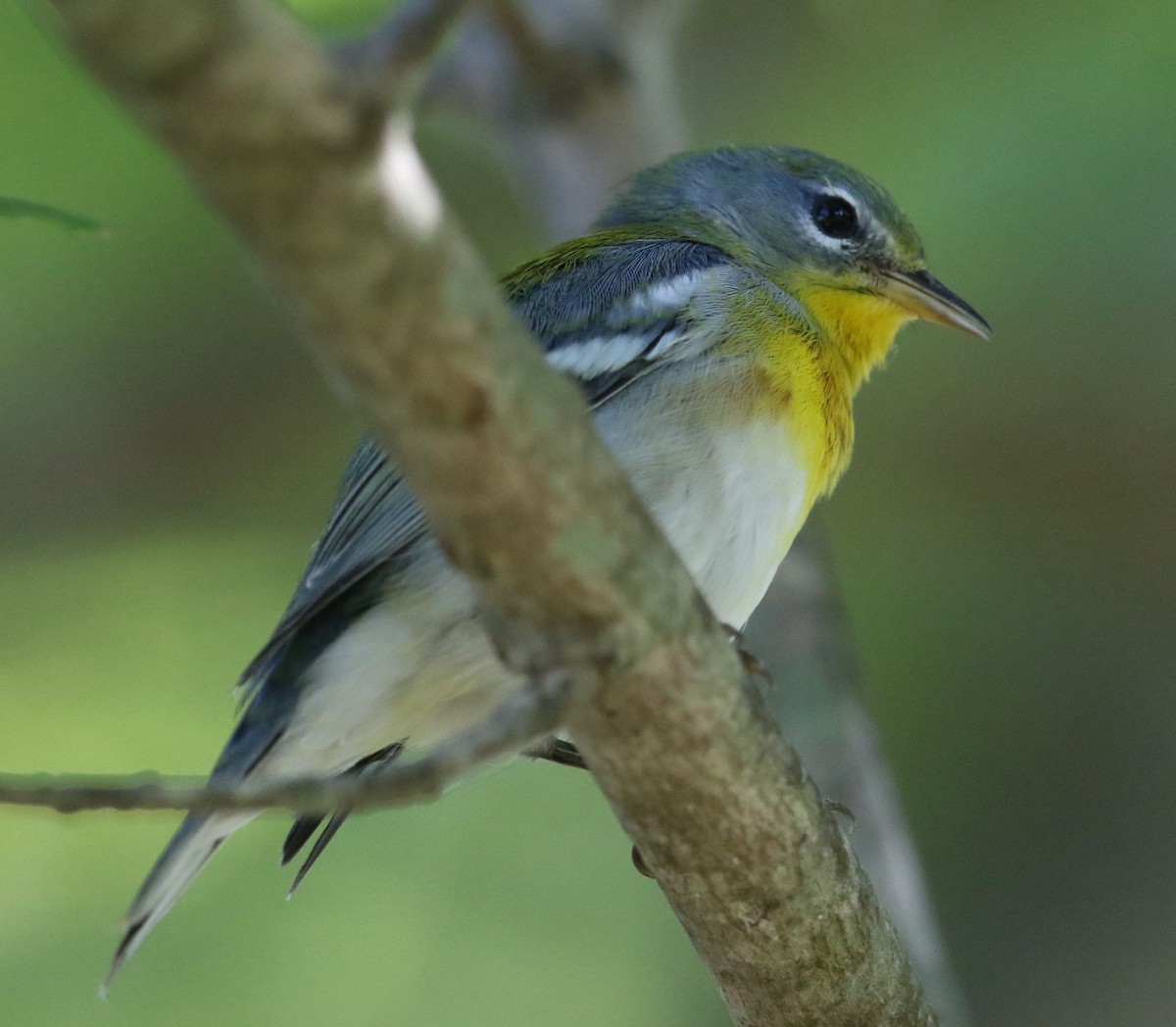 Northern Parula - ML641891305