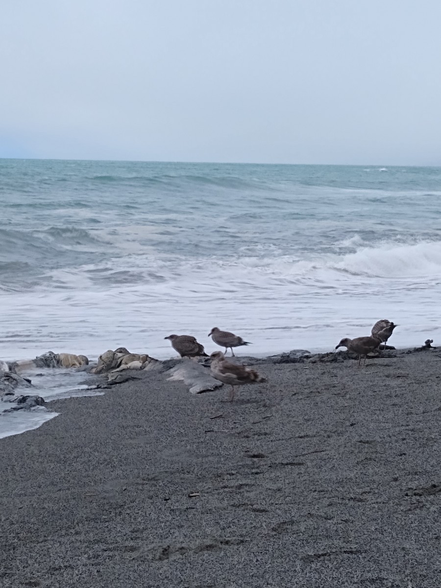 gull sp. - ML641891306