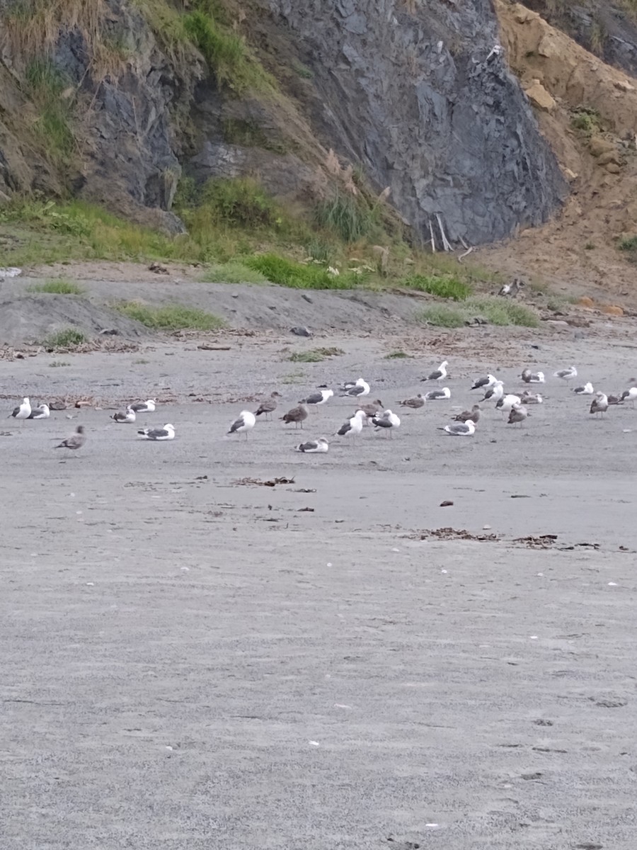 gull sp. - ML641891307
