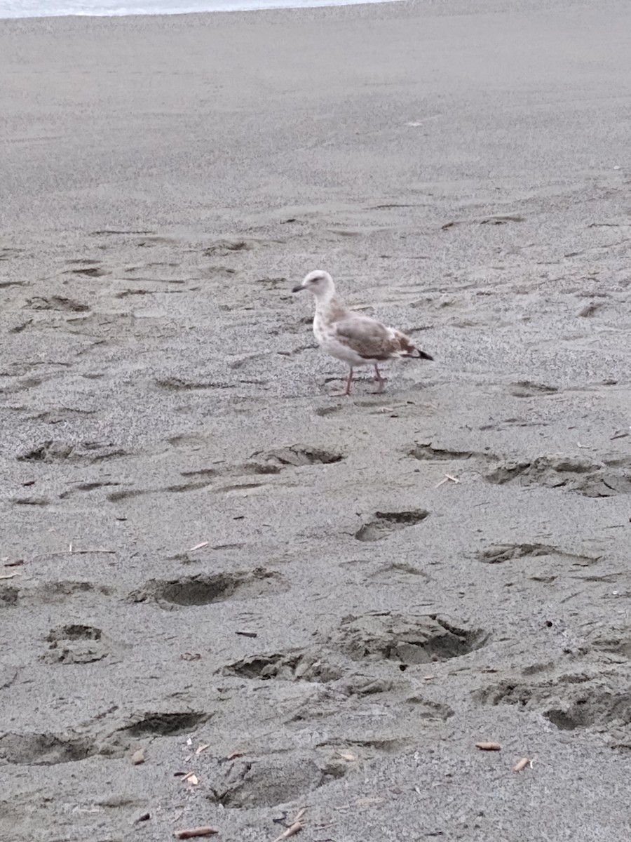 gull sp. - ML641891308