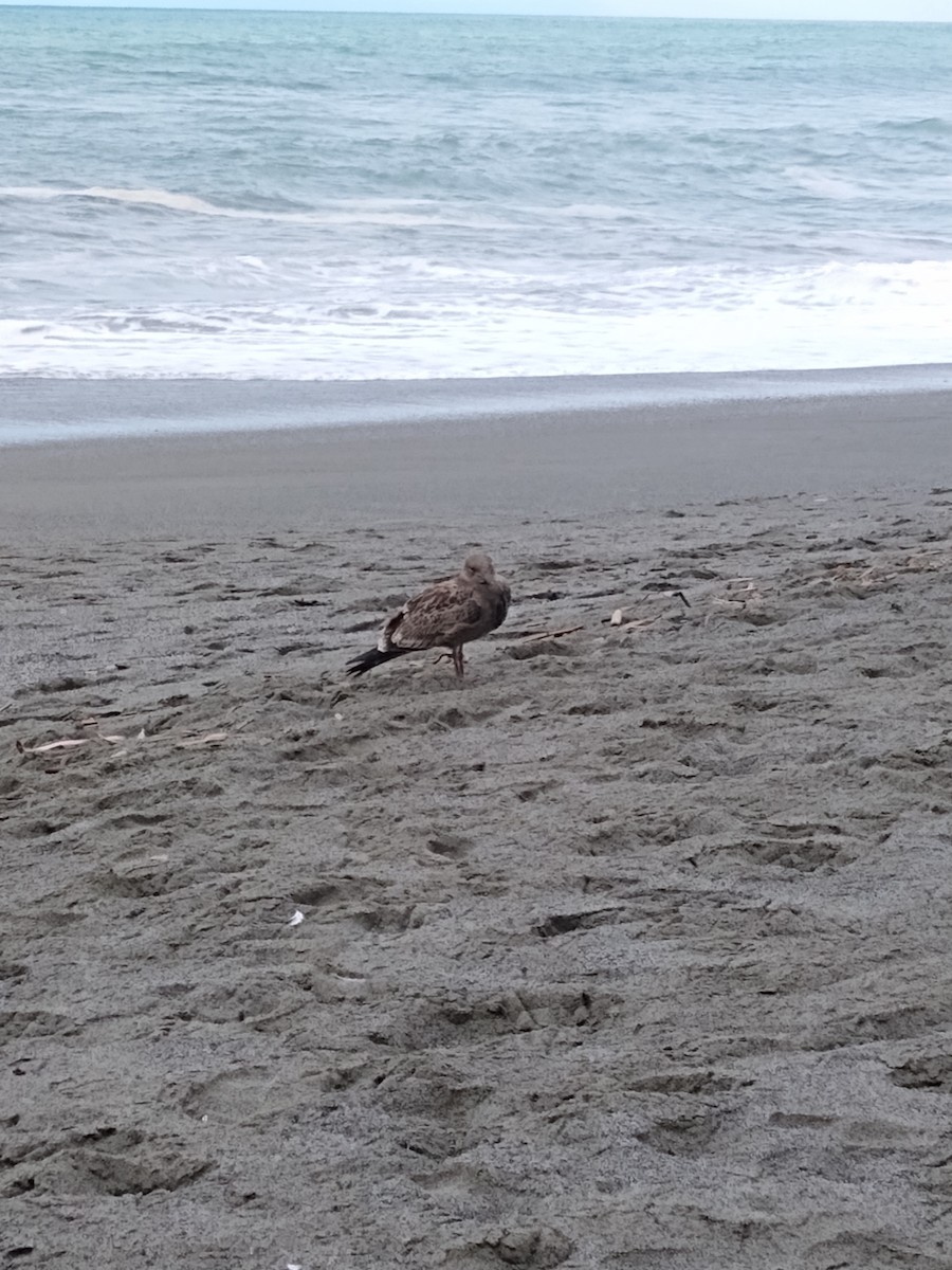 gull sp. - ML641891309