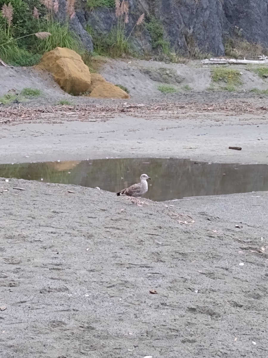 gull sp. - ML641891310