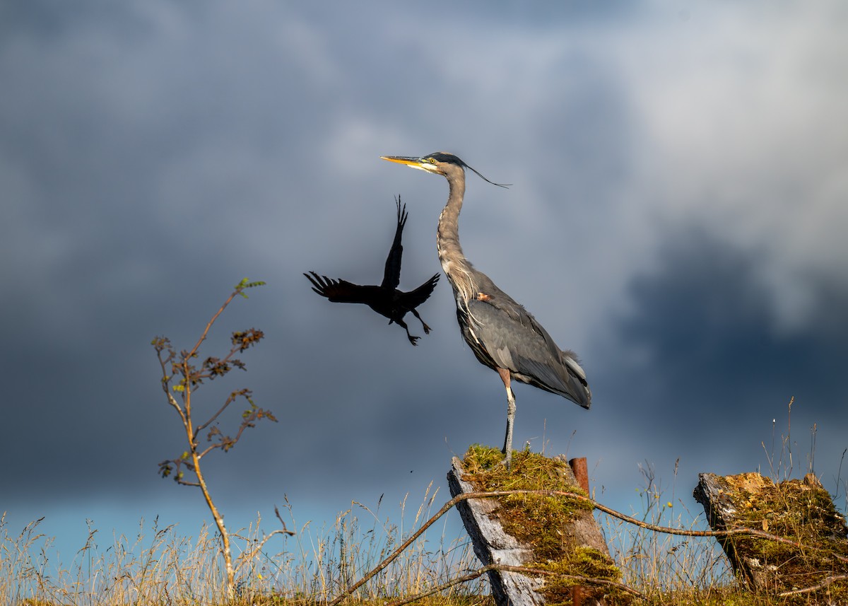 Kanadareiher - ML641891311