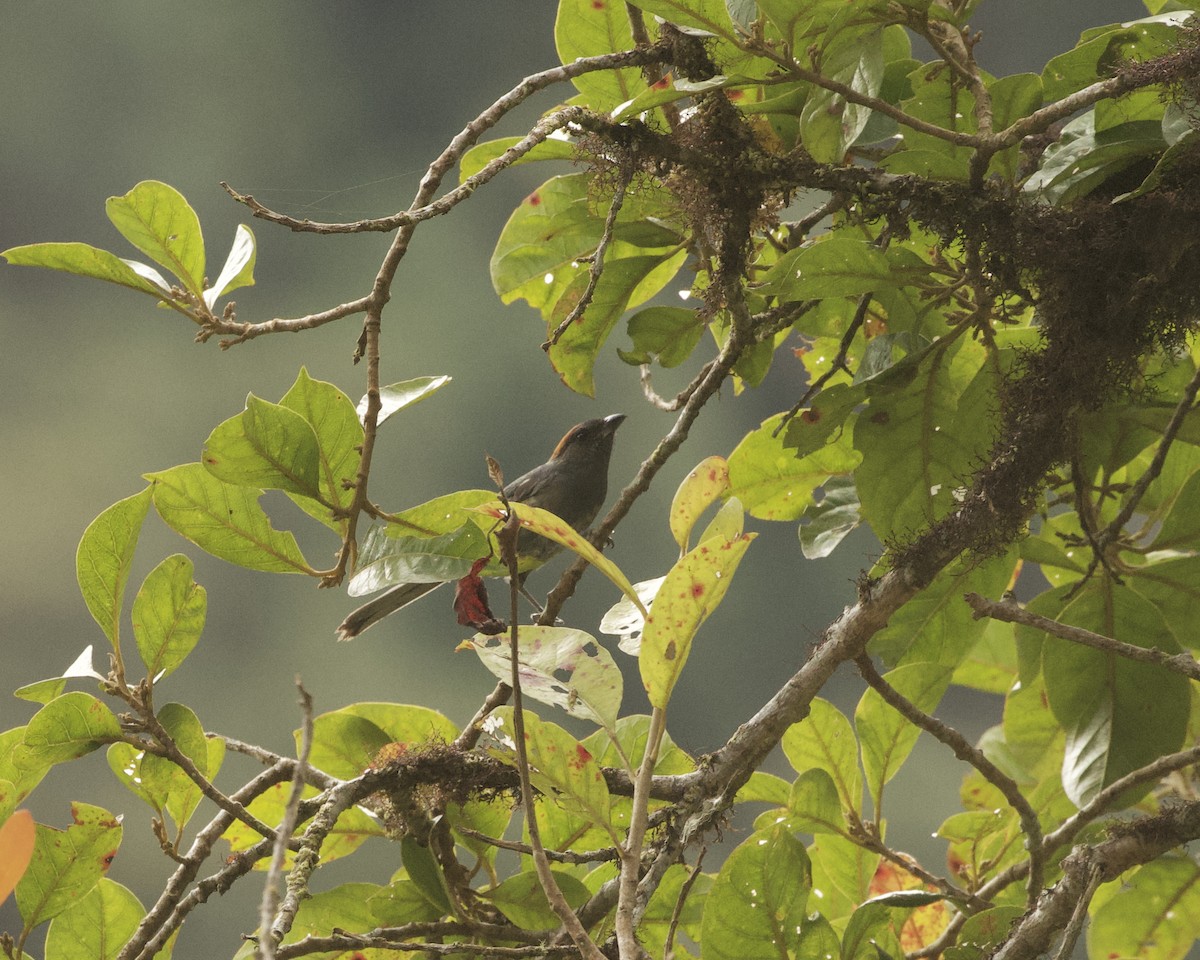 Slaty Tanager - ML641891316