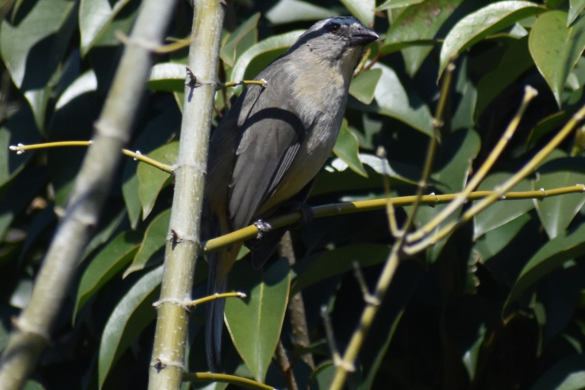 Bluish-gray Saltator - ML641891317