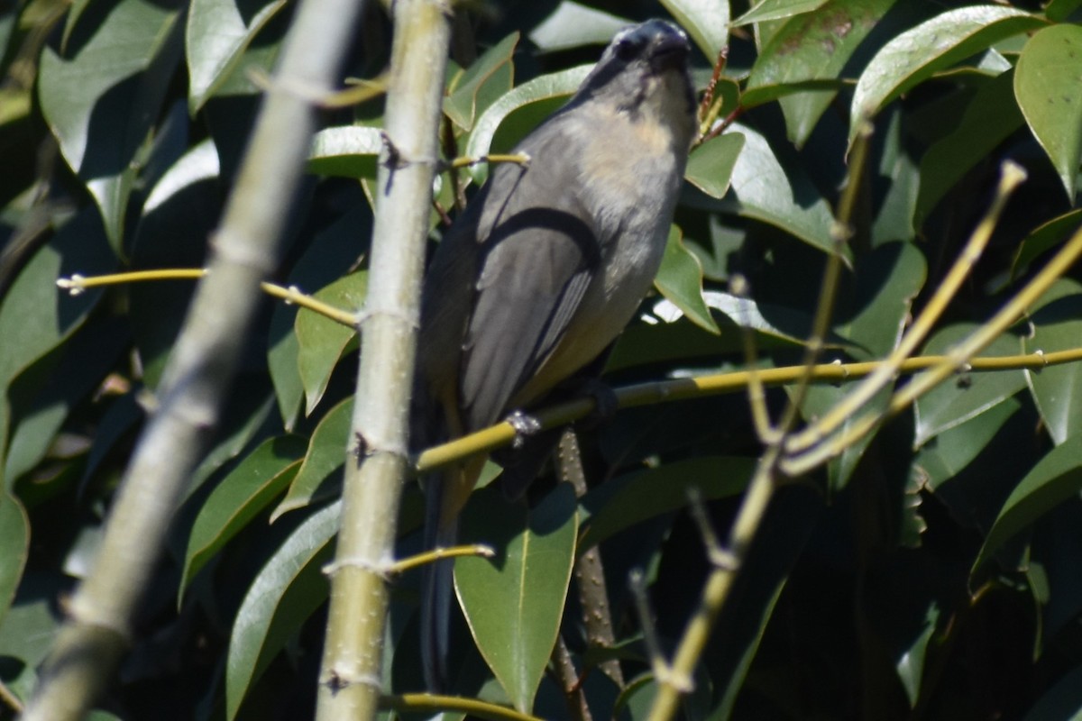 Bluish-gray Saltator - ML641891318