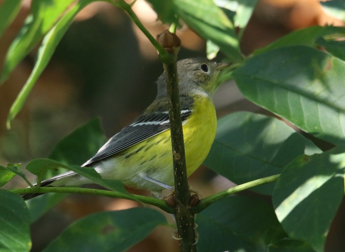 Magnolia Warbler - ML641891320
