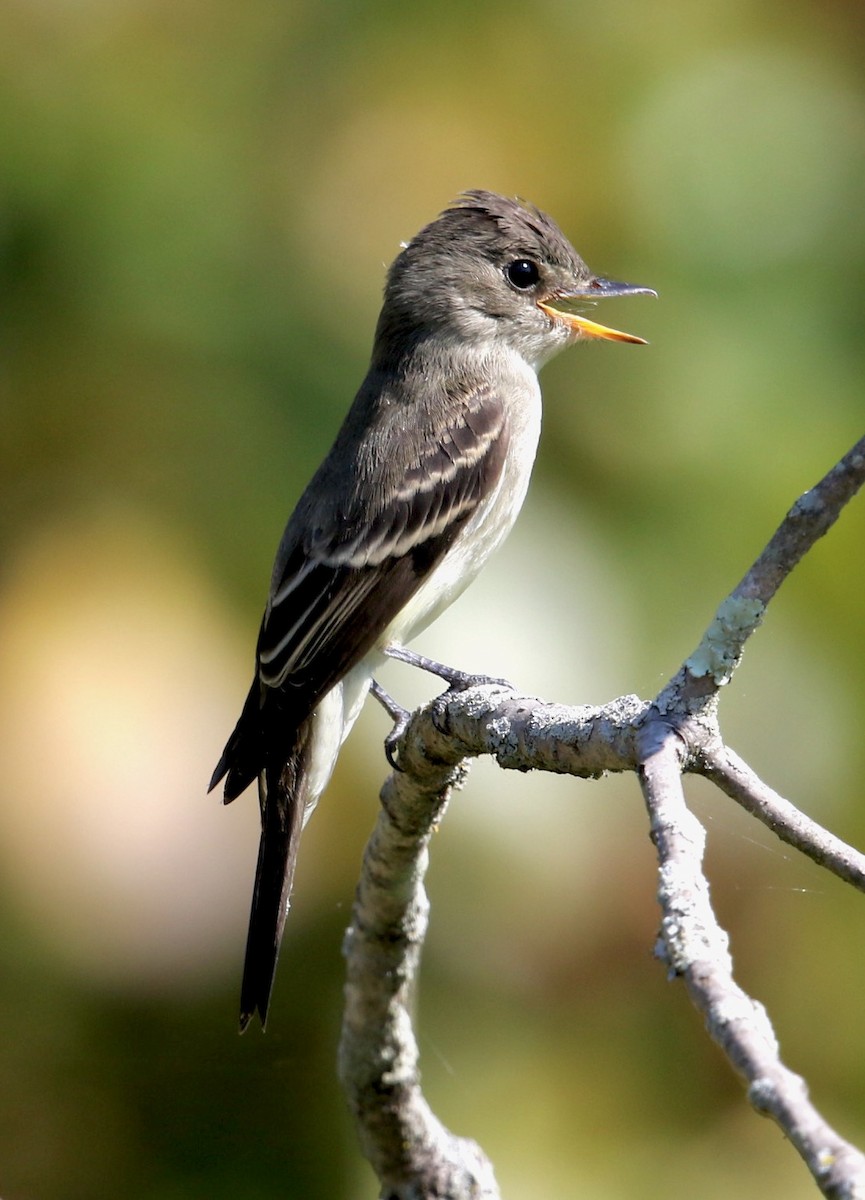 Eastern Wood-Pewee - ML641891324