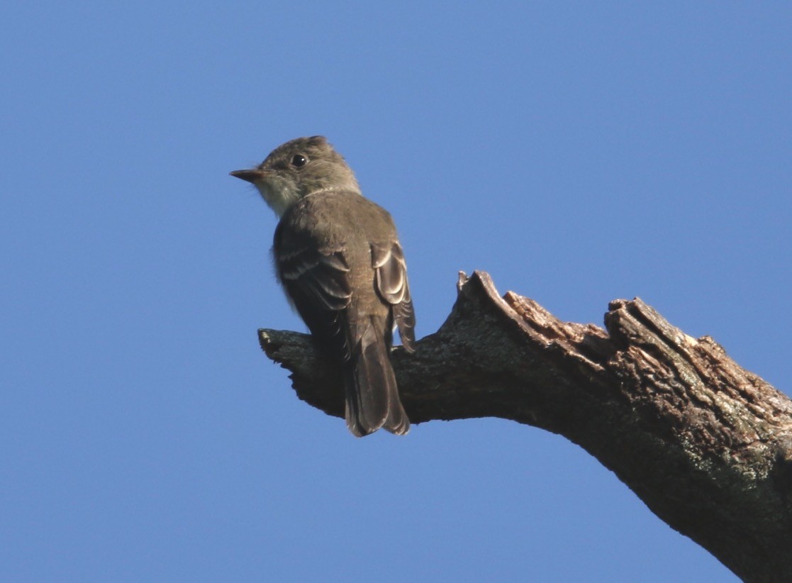 Eastern Wood-Pewee - ML641891327