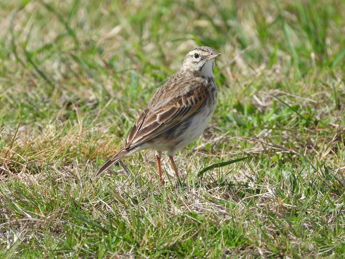 Australian Pipit - ML641891329