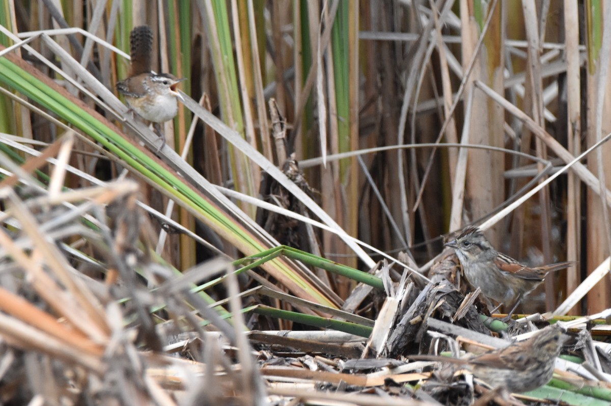 Marsh Wren - ML641891342