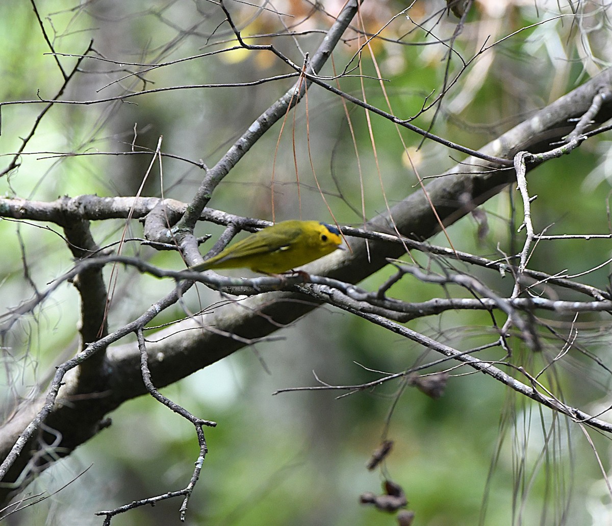 Wilson's Warbler - ML641891344