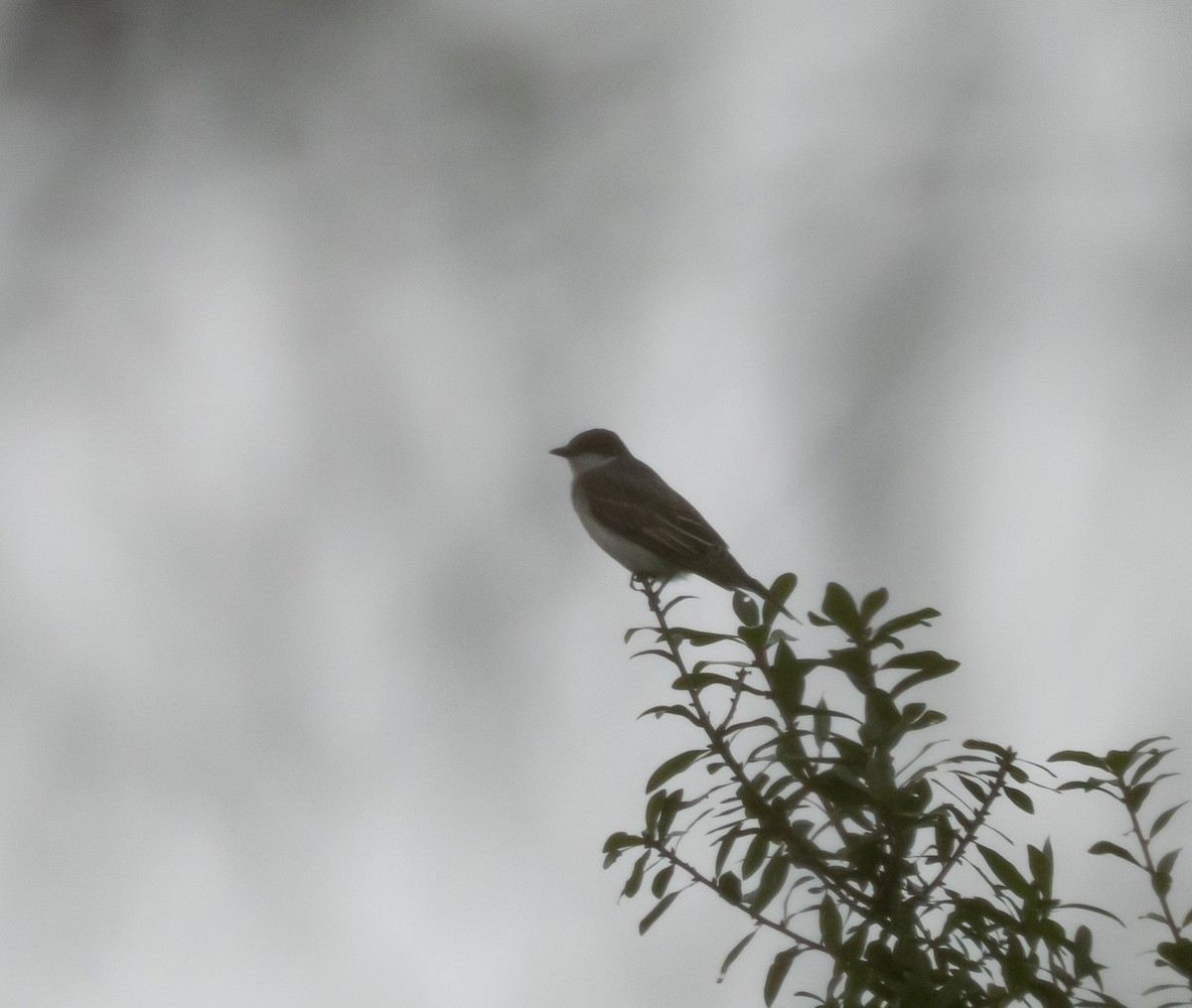 Eastern Kingbird - ML641891359