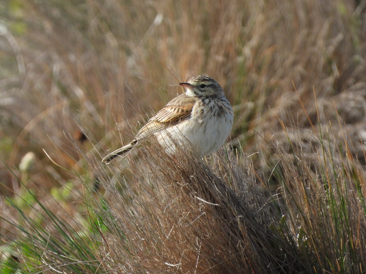 Australian Pipit - ML641891364