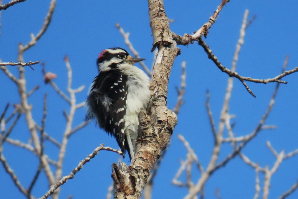 Downy Woodpecker - ML641891369