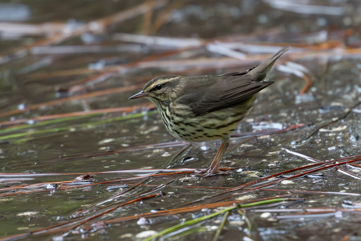 Northern Waterthrush - ML641891370