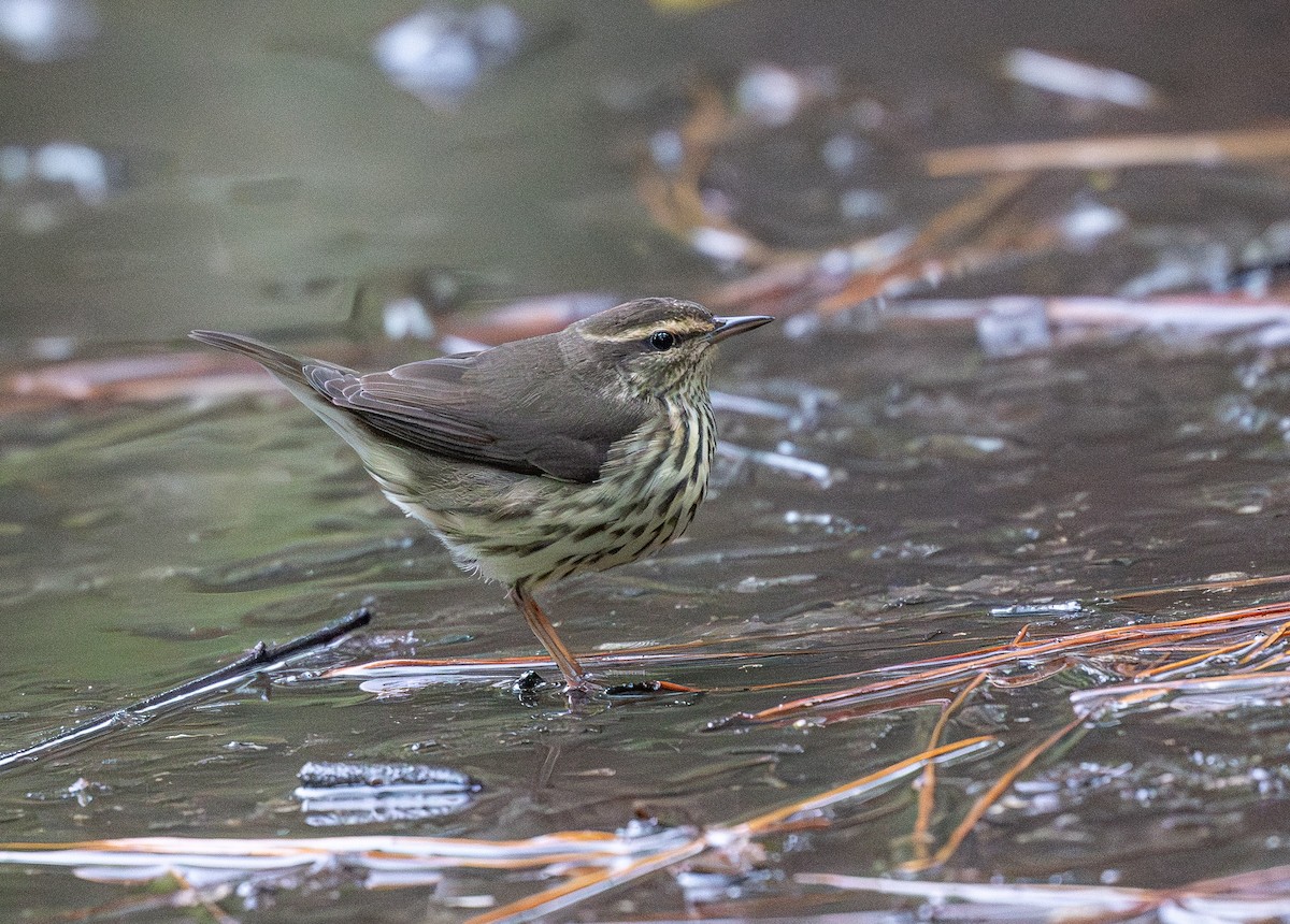 Northern Waterthrush - ML641891371