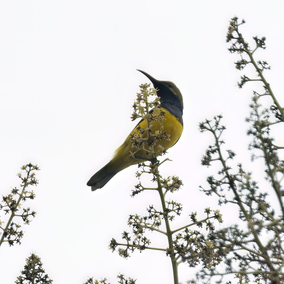 Sahul Sunbird - ML641891388