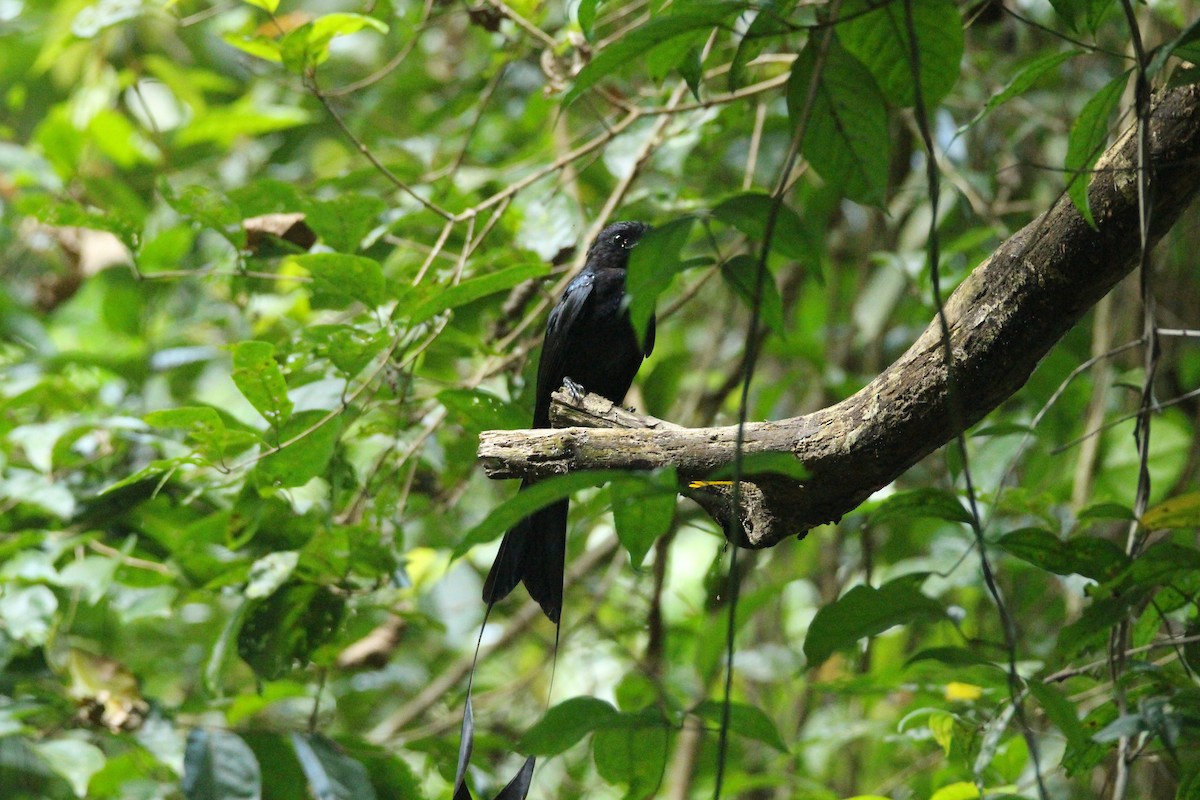 Greater Racket-tailed Drongo - ML641891396