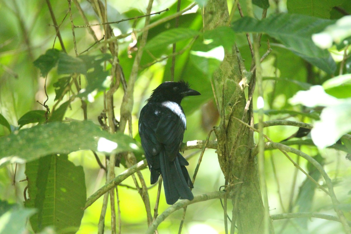 Greater Racket-tailed Drongo - ML641891397