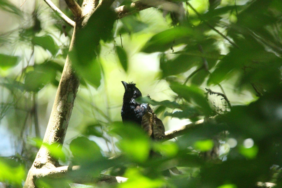 Greater Racket-tailed Drongo - ML641891398