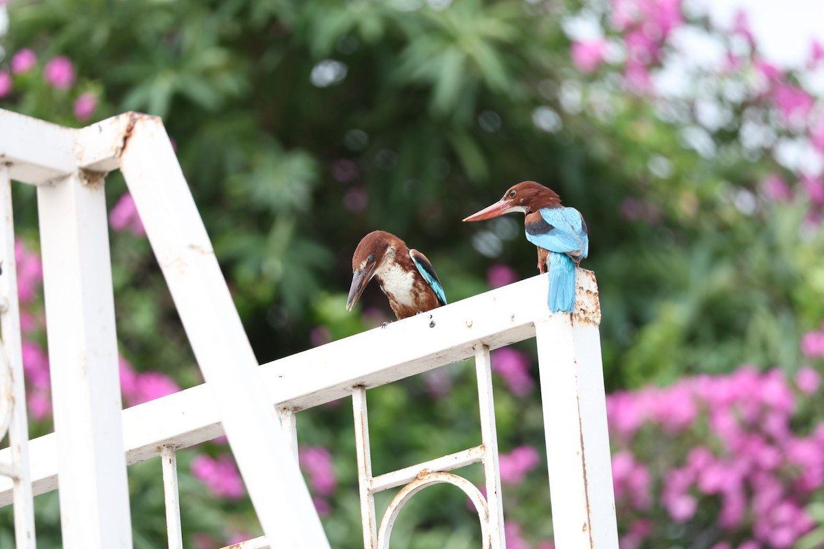 White-throated Kingfisher - ML641891433