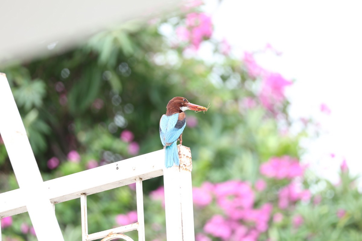 White-throated Kingfisher - ML641891434