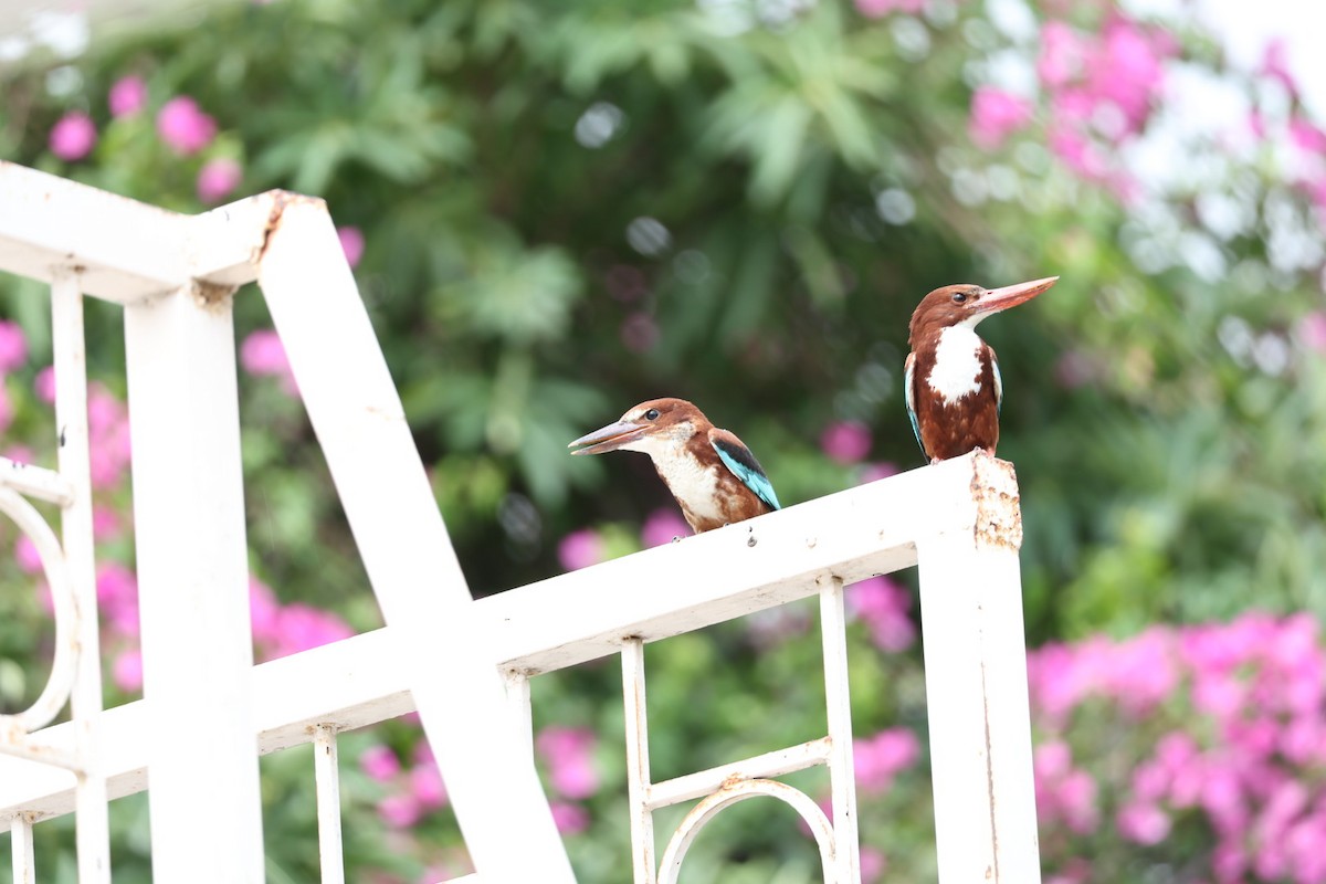 White-throated Kingfisher - ML641891435
