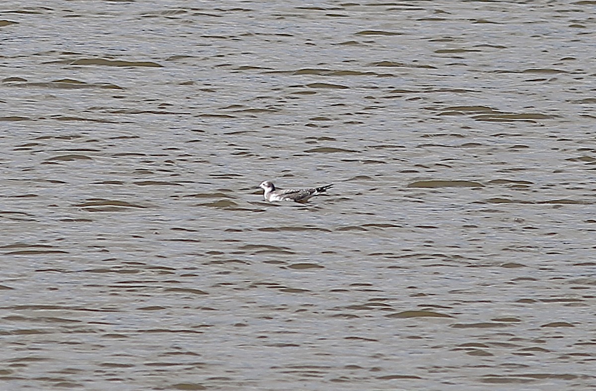 Sabine's Gull - ML641891443