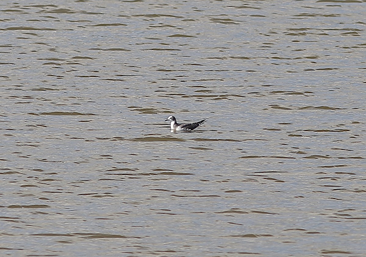 Sabine's Gull - ML641891444