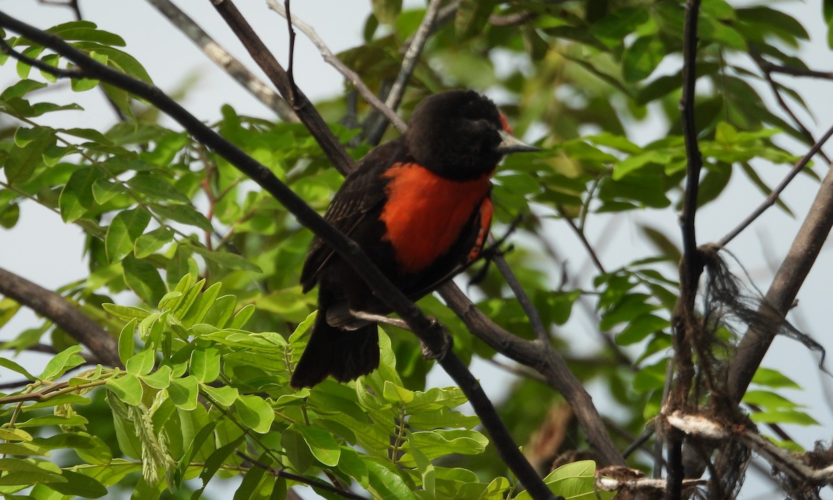 Red-breasted Meadowlark - ML641891471