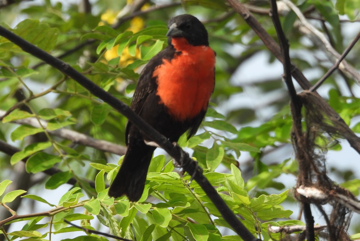 Red-breasted Meadowlark - ML641891472