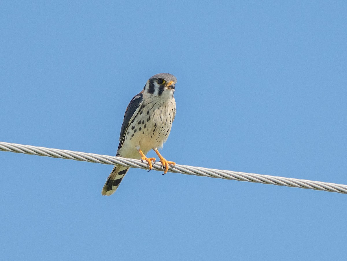 American Kestrel - ML641891476