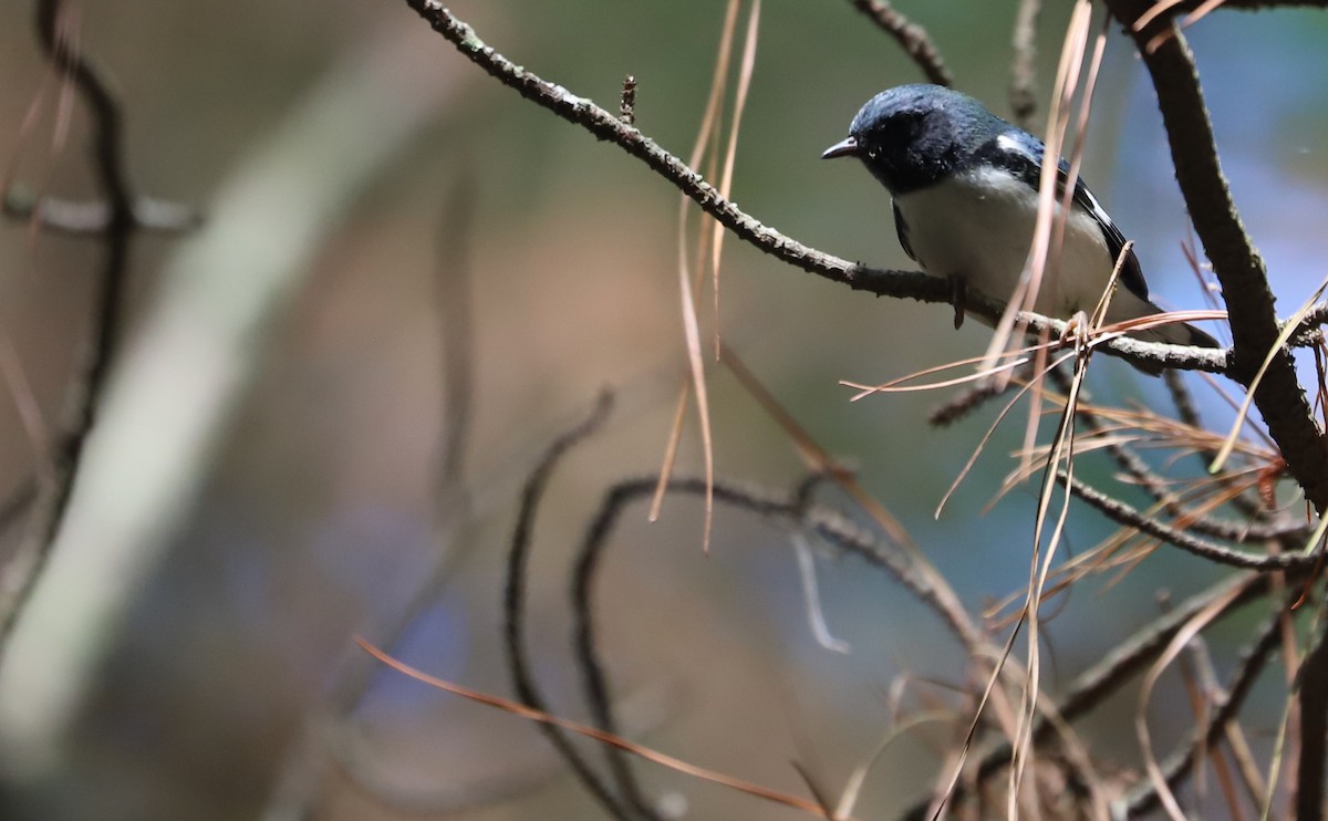 Black-throated Blue Warbler - ML641891477