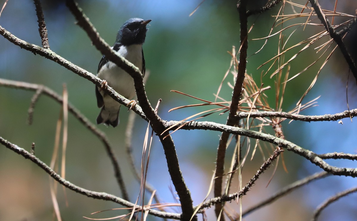 Black-throated Blue Warbler - ML641891480