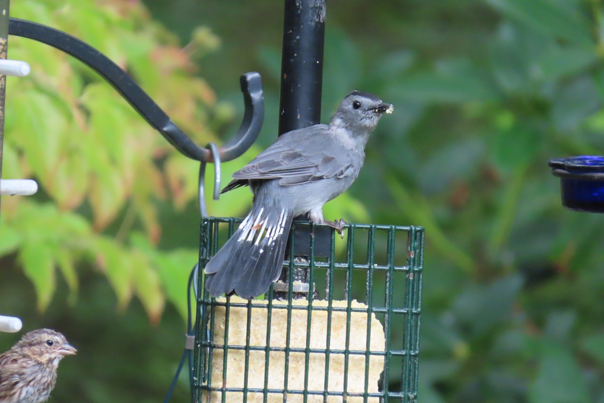 Gray Catbird - ML641891481