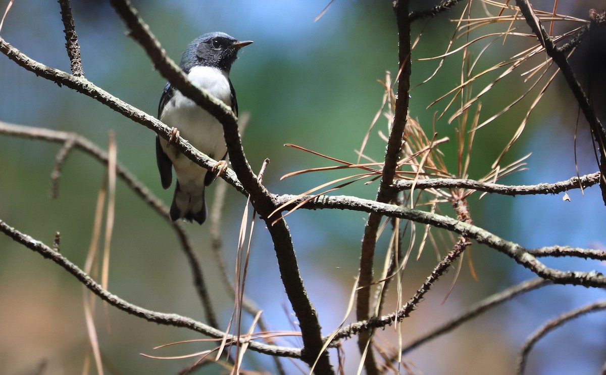 Black-throated Blue Warbler - ML641891482
