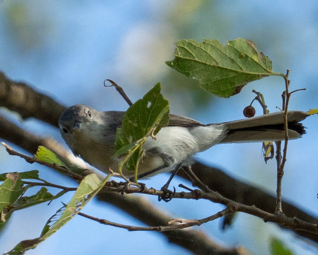 Blue-gray Gnatcatcher - ML641891483
