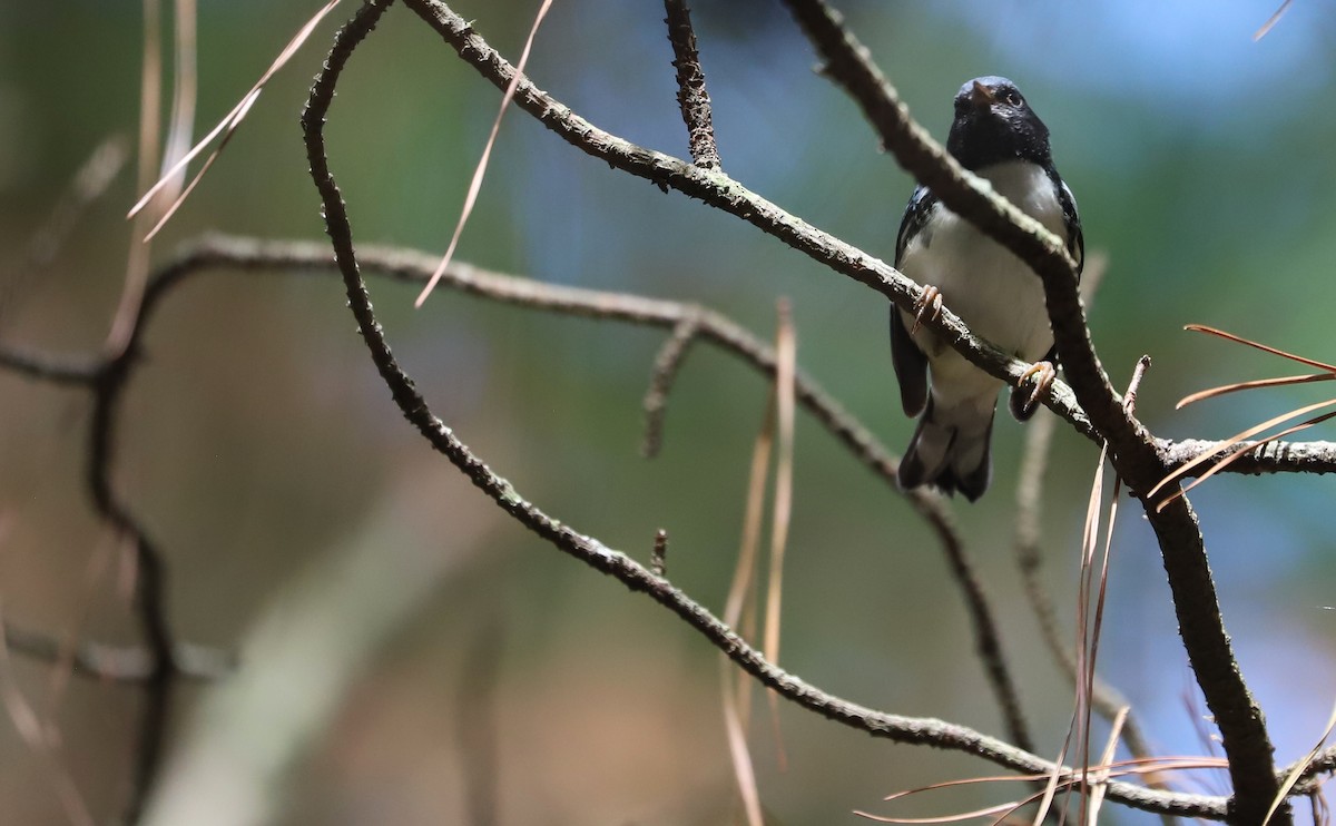 Black-throated Blue Warbler - ML641891484