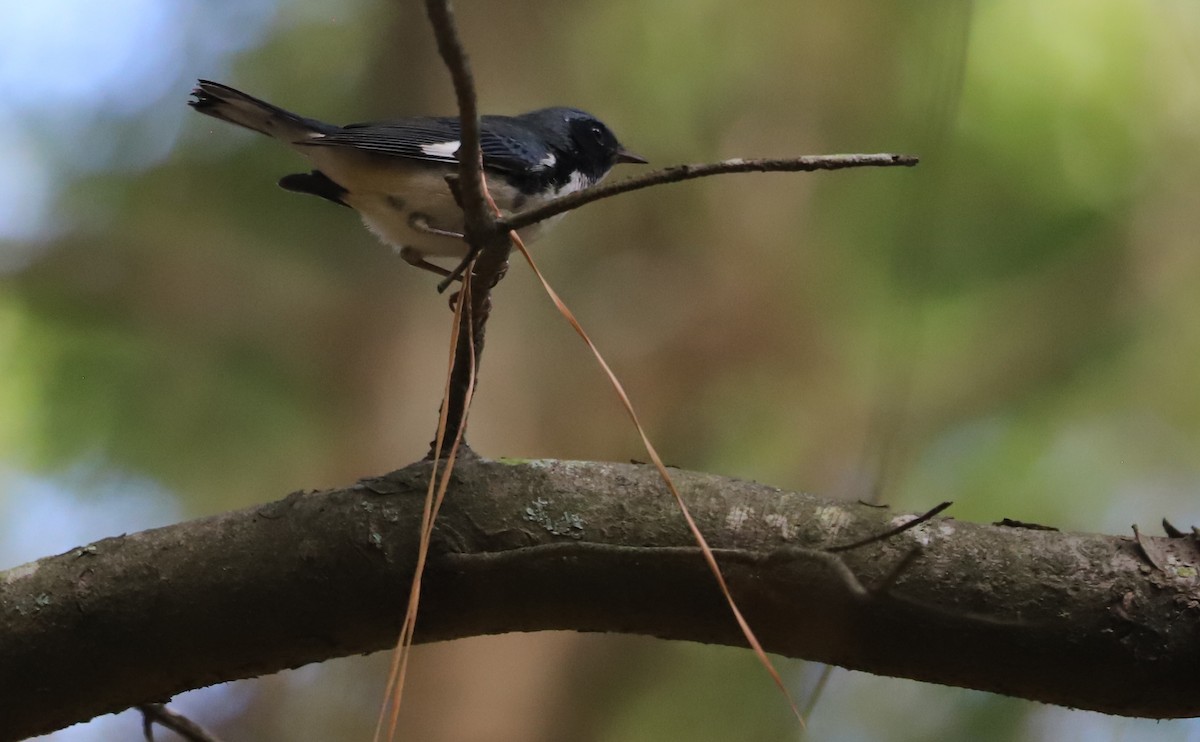 Black-throated Blue Warbler - ML641891494