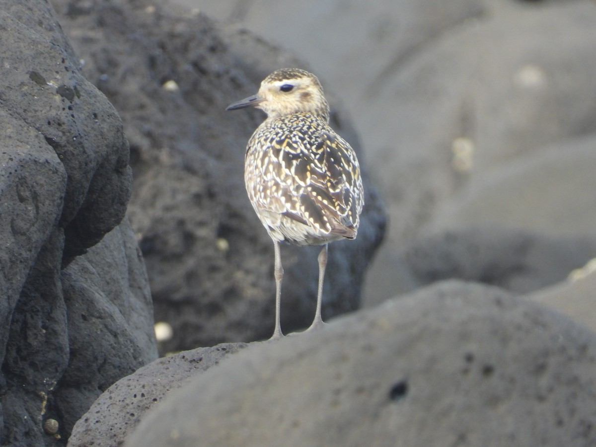 Pacific Golden-Plover - ML641891504