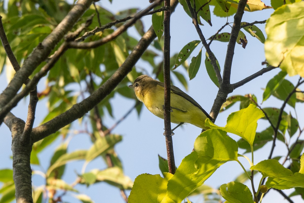 Vireo de Filadelfia - ML641891516